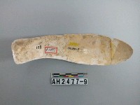 藏品(貝製器)的圖片